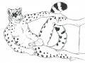 NudeSnowLeopard.jpg